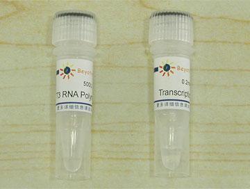 T3 RNA Polymerase